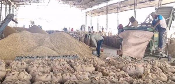 grain market preparations