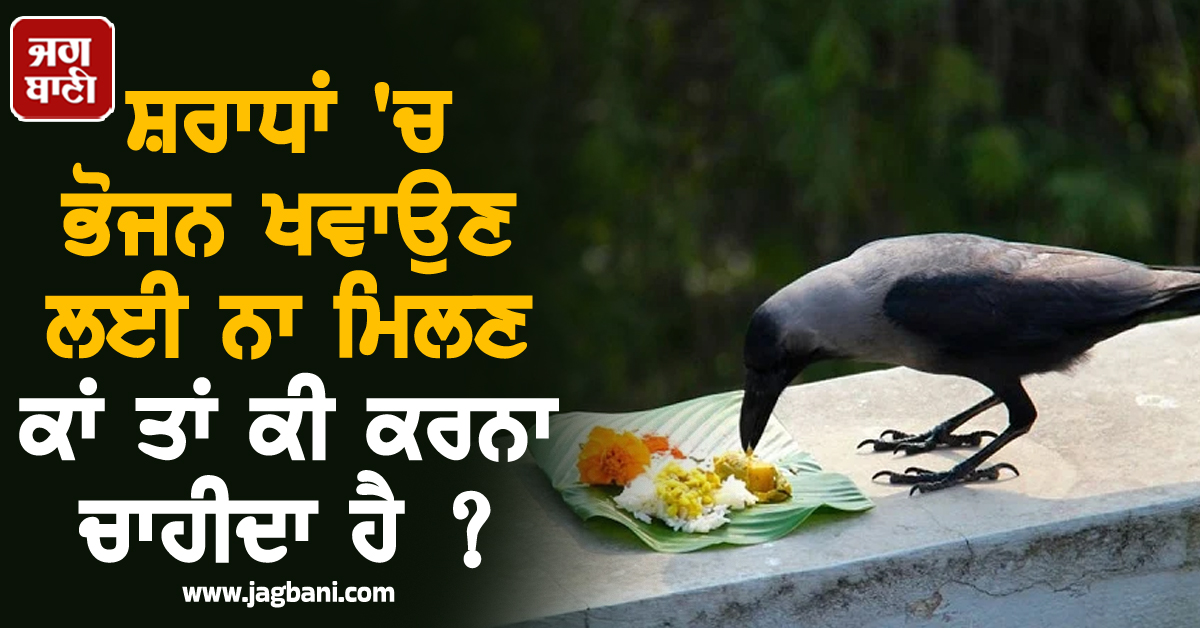 ਸ਼ਰਾਧਾਂ 'ਚ ਭੋਜਨ ਖਵਾਉਣ ਲਈ ਨਾ ਮਿਲਣ ਕਾਂ ਤਾਂ ਕੀ ਕਰਨਾ ਚਾਹੀਦਾ ਹੈ ?