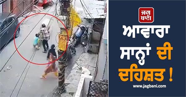 terror of stray bulls