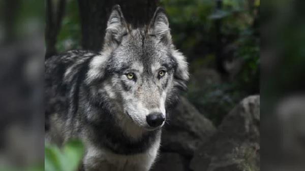 up  elderly couple killed in wolf attack in bahraich