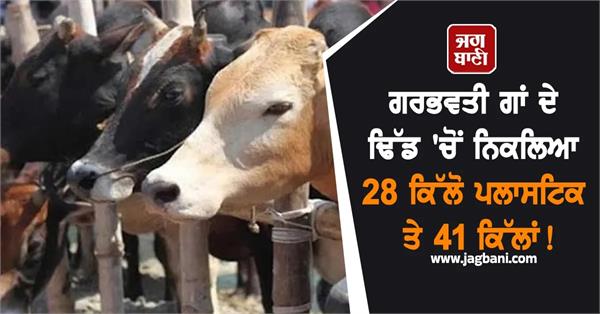 28 kg plastic and 41 metal nails pregnant cow
