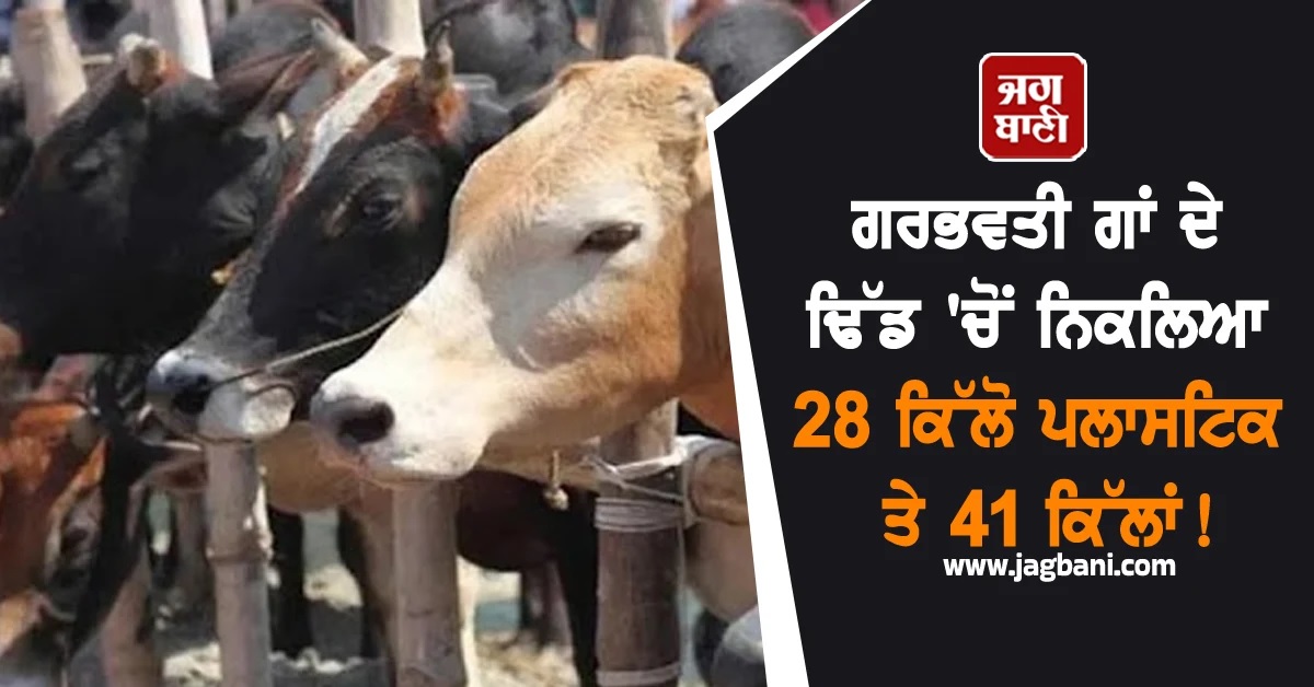 ਗਰਭਵਤੀ ਗਾਂ ਦੇ ਢਿੱਡ 'ਚੋਂ ਨਿਕਲਿਆ 28 ਕਿੱਲੋ ਪਲਾਸਟਿਕ ਤੇ 41 ਕਿੱਲ! ਡਾਕਟਰ ਵੀ ਹੈਰਾਨ