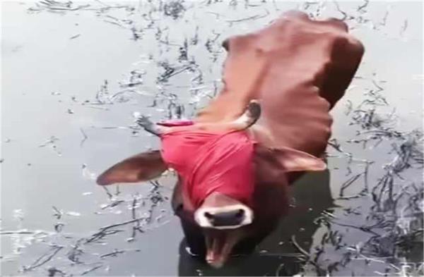 haryana  shocked by animal cruelty in sirsa