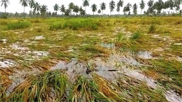 35 thousand hectares of land affected due to floods in gurdaspur