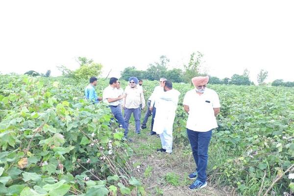 state level cotton pest monitoring team visits fazilka district