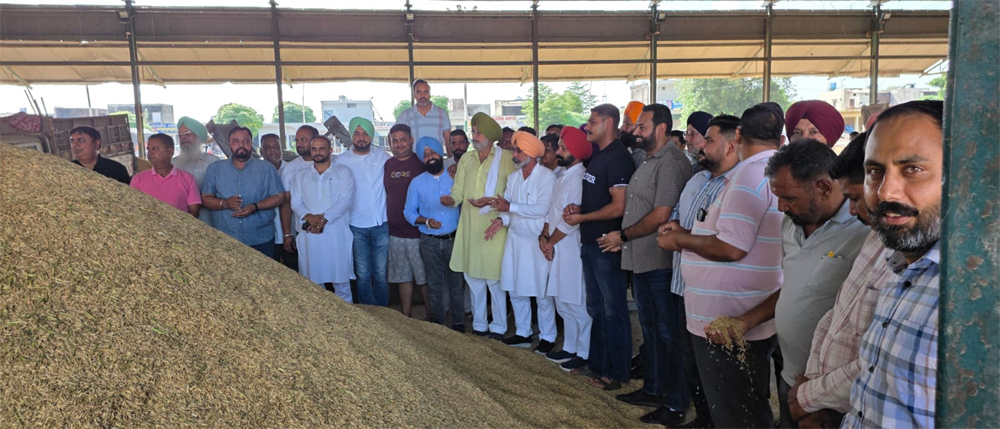 ਮਾਛੀਵਾੜਾ ਦਾਣਾ ਮੰਡੀ ਵਿਚ ਝੋਨੇ ਦੀ ਅਗੇਤੀ ਕਿਸਮ ਦੀ ਆਮਦ ਸ਼ੁਰੂ