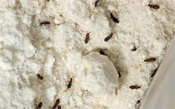 monsoon flour insects bay leaf