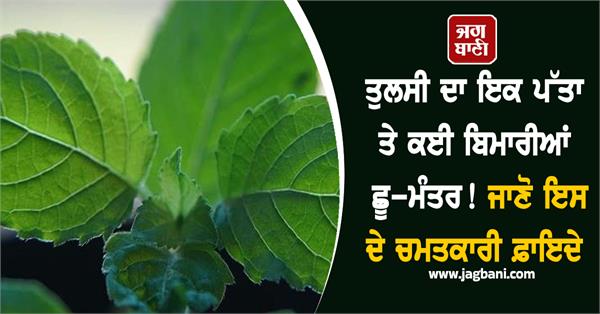 tulsi health benefits