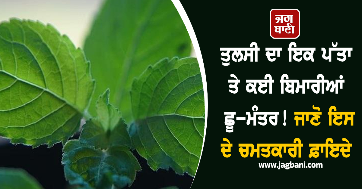 ਤੁਲਸੀ ਦਾ ਇਕ ਪੱਤਾ ਤੇ ਕਈ ਬੀਮਾਰੀਆਂ ਛੂ-ਮੰਤਰ! ਜਾਣੋ ਇਸ ਦੇ ਚਮਤਕਾਰੀ ਫ਼ਾਇਦੇ