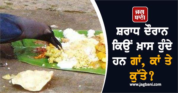 shradh cow crow pitr paksha