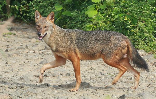 rumors of a   lion   have spread in sabuwal  a jackal turns out to be the culprit