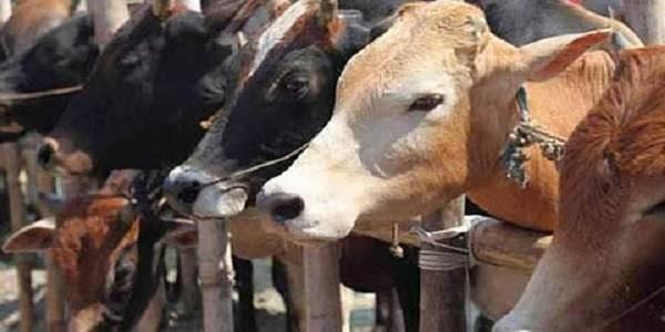 dalit beaten to death on suspicion of cow slaughter in odisha