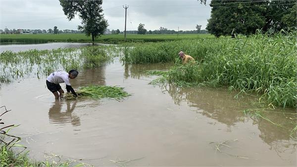 400 acres of crops destroyed in the fields of busowal village