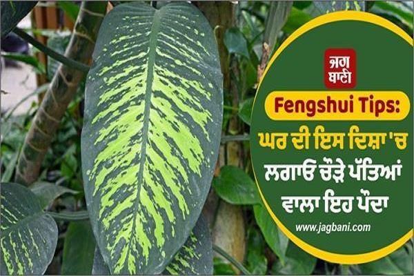 feng shui tips plant plant wide leaves direction house