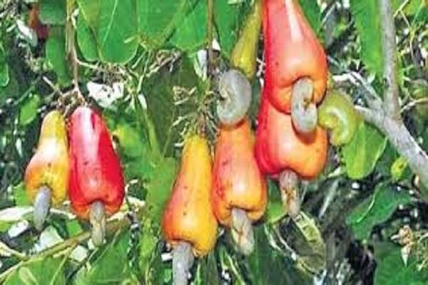tamil nadu government forms cashew board