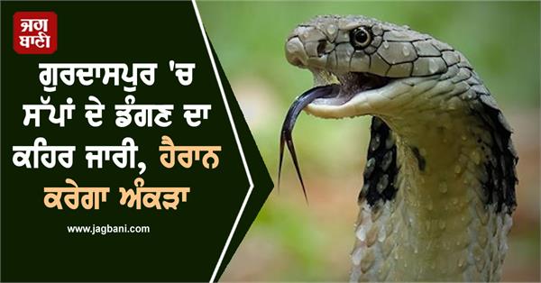 snake bites continue in gurdaspur