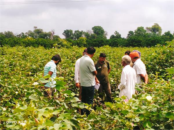 punjab agriculture university advisory