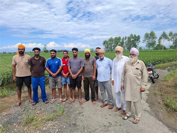 floods cause heavy damage to basmati crop in gurdaspur