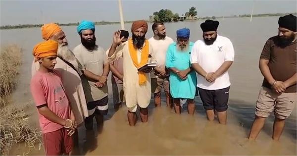 due increase in water level in the beas river  the fields are flooded again