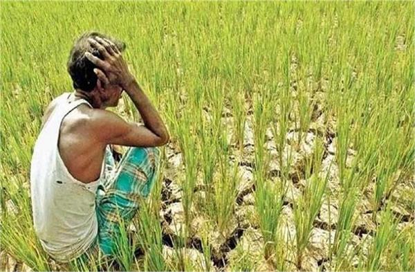 maharashtra farmer suicides rise crop loss debt crisis