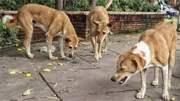 government rs 5 lakh for killing stray dogs  terms and conditions apply