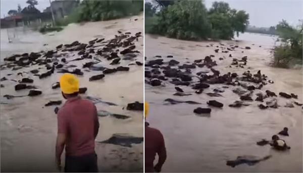 nature fury continues hundreds of cattle washed away