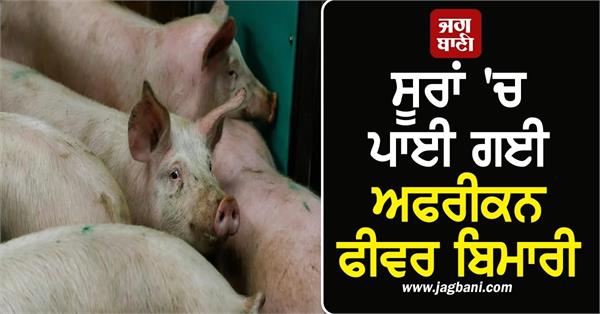 african swine fever disease found in pigs district magistrate issues ban orders