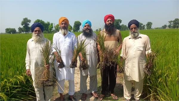 virus attack on paddy crop  worries on farmers  foreheads