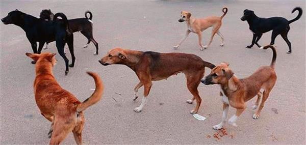 stray dog   terror in ludhiana  woman bitten by dog