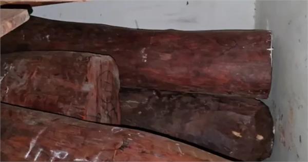 red sandalwood worth rs 12 crore seized from a farmhouse in maharashtra
