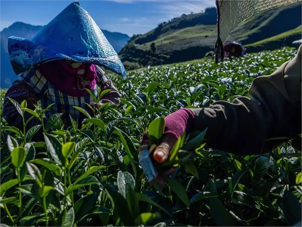 tea research funding in india is much less than in china  industry body