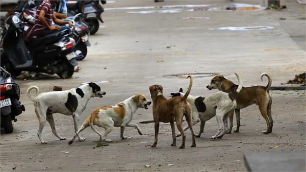 stray dogs biting 20 people every hour  1 15 lakh gautam budh nagar