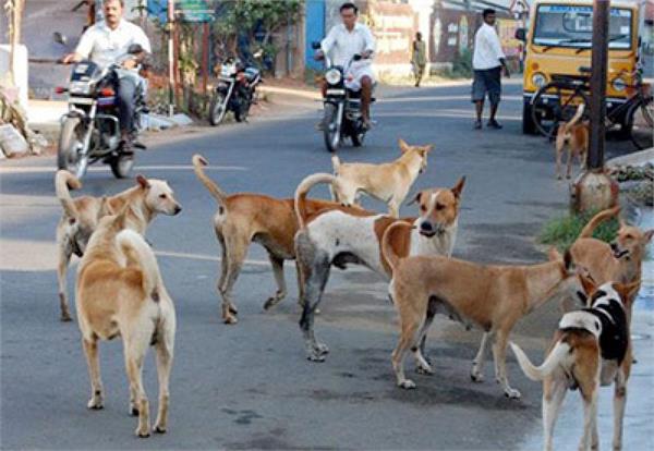 stray dogs have become a threat to public safety