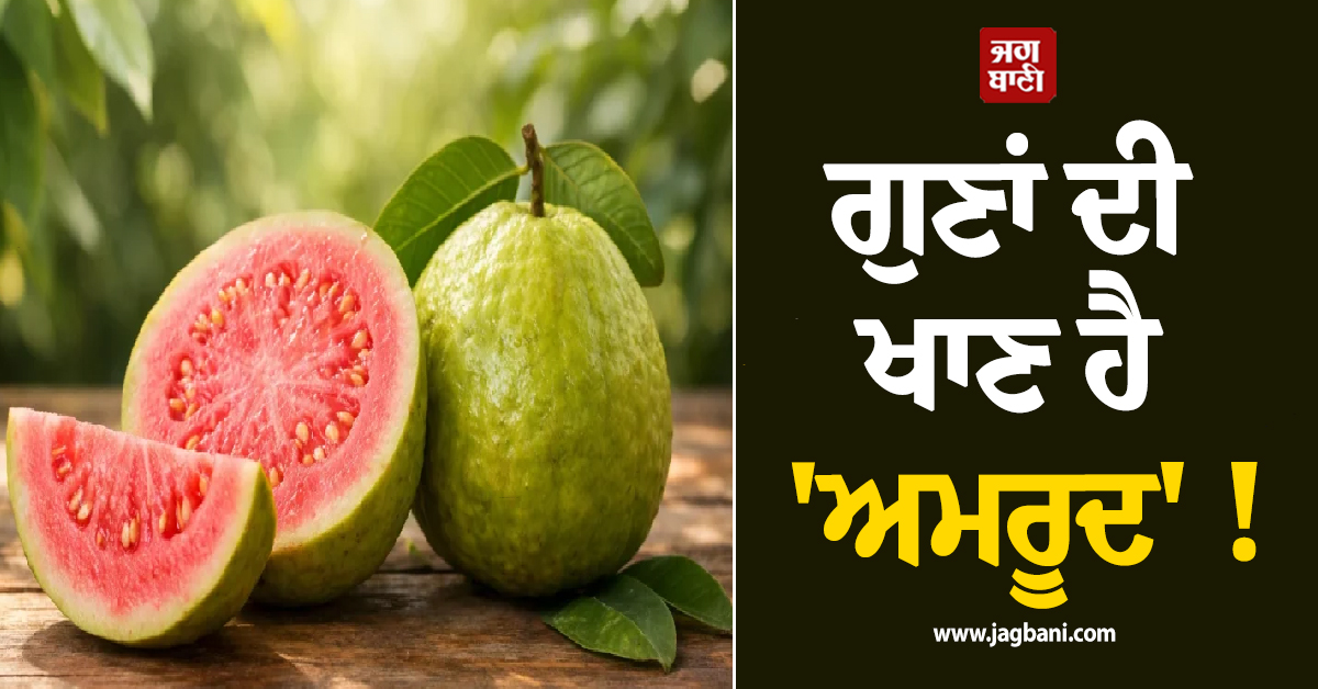 ਗੁਣਾਂ ਦੀ ਖਾਣ ਹੈ 'ਅਮਰੂਦ' ! ਜਾਣੋ ਖਾਣ ਦੇ ਹੈਰਾਨੀਜਨਕ ਫਾਇਦੇ