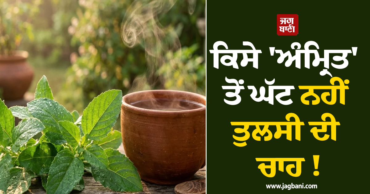 ਕਿਸੇ 'ਅੰਮ੍ਰਿਤ' ਤੋਂ ਘੱਟ ਨਹੀਂ ਤੁਲਸੀ ਦੀ ਚਾਹ ! ਜਾਣੋ ਇਸ ਦੇ ਹੈਰਾਨੀਜਨਕ ਫਾਇਦਿਆਂ ਬਾਰੇ