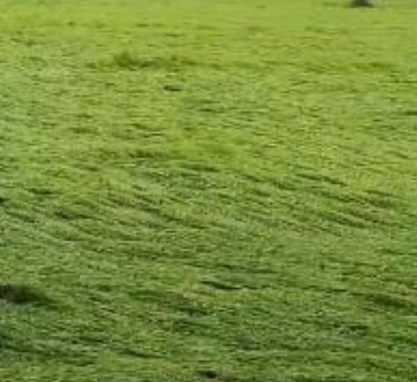 crop damage