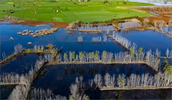 arrival of migratory birds begins at keshopur chhamb