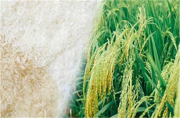 demand for basmati increases amid iran us tensions  paddy prices