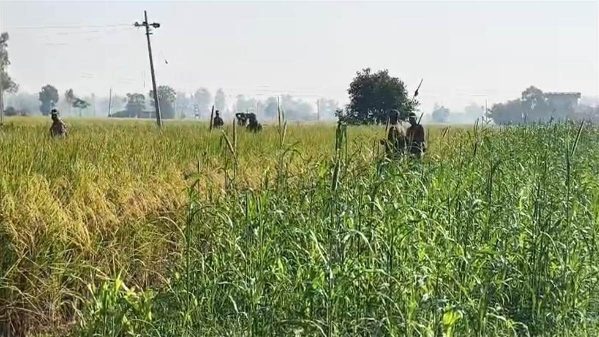 ਪੰਜਾਬ: ਸਰਹੱਦੀ ਪਿੰਡ ਦੇ ਖੇਤਾਂ 'ਚੋਂ 15,00,00,000 ਤੋਂ ਵੱਧ ਨਸ਼ੀਲਾ ਪਦਾਰਥ ਬਰਾਮਦ