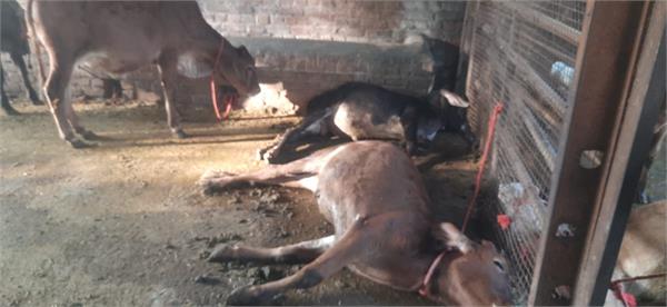 gaushala incident