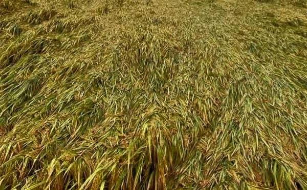 heavy rain increases difficulties for farmers  paddy crop affected