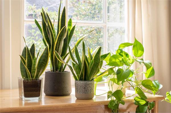 these plants will keep snakes away from your home 