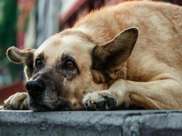 people are disturbed by packs of stray dogs