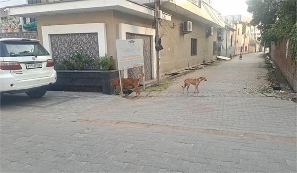 stray dogs samrala