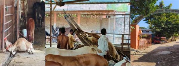 gurdaspur  eight cows die under suspicious circumstances at a gaushala