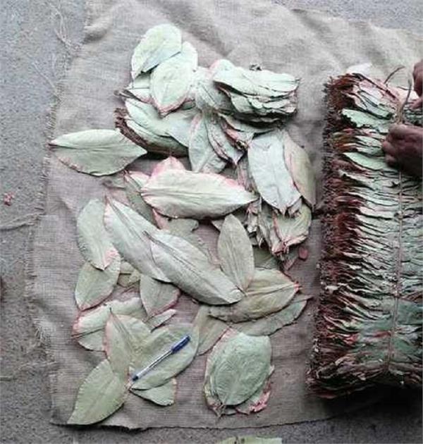 indians arrested