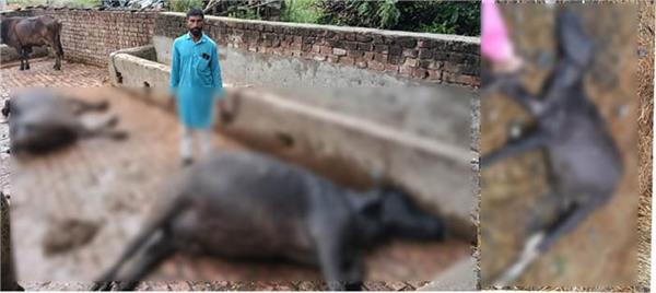 three animals dead after being struck by lightning