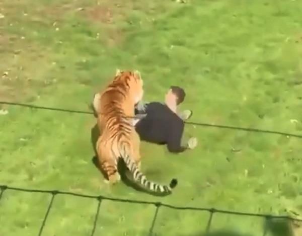man enters tigers enclosure
