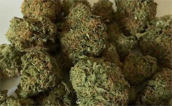man caught with ganja