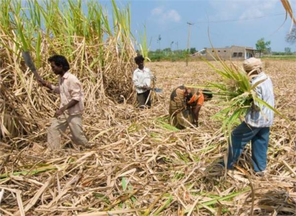 committee constituted to consider the demands of sugarcane farmers